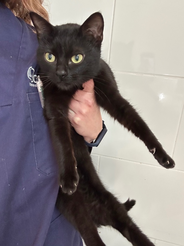 Onyx - Inca · A084/26