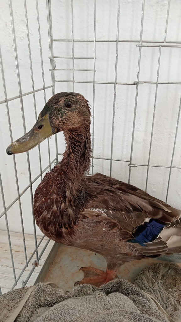 PATO LULO ID 867