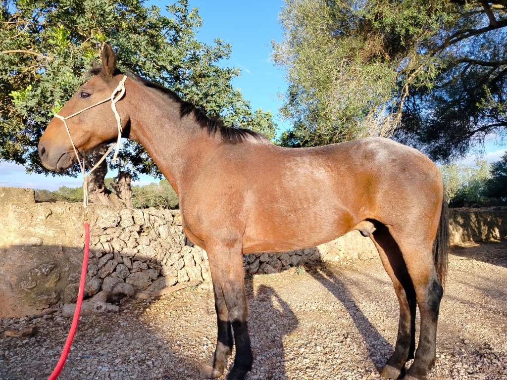 CAVALL - PALMA