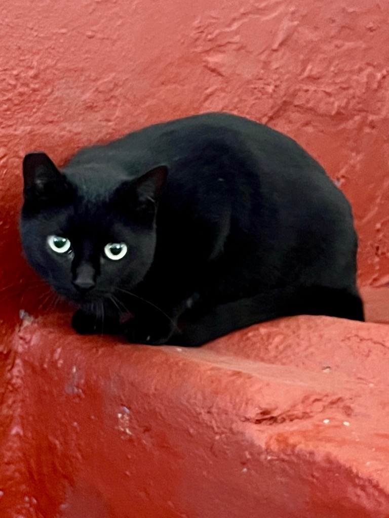Camarona