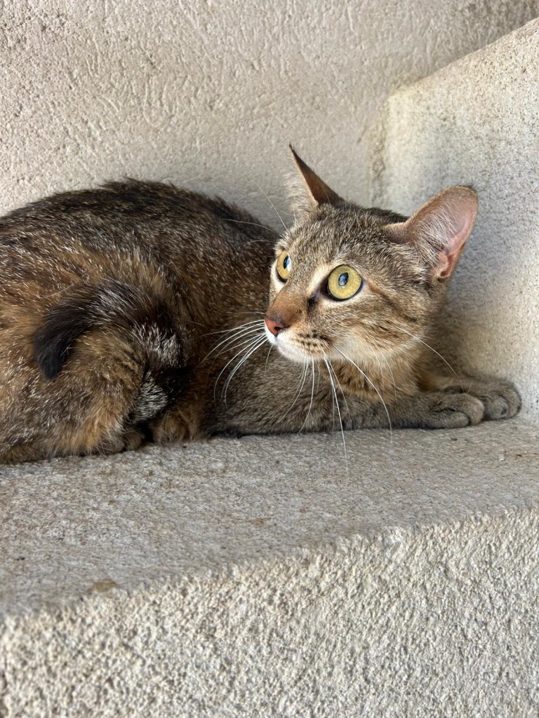 Misha - Inca