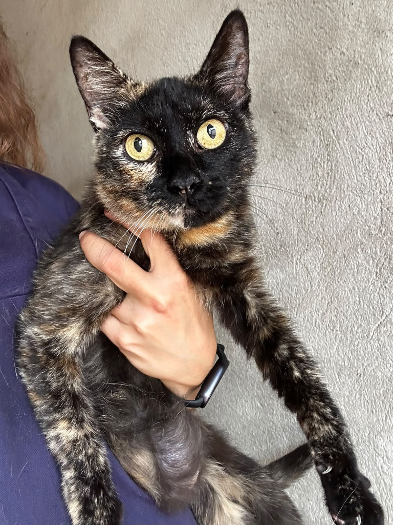 Bruixeta - Inca